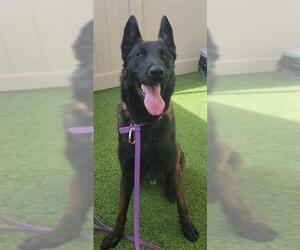 Mutt Dogs for adoption in Camarillo, CA, USA