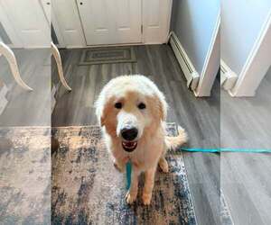 Great Pyrenees-Unknown Mix Dogs for adoption in Woodbury, NY, USA