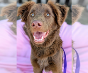 Australian Shepherd-Unknown Mix Dogs for adoption in Fresno, CA, USA