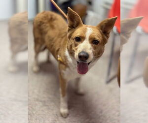 Collie-Unknown Mix Dogs for adoption in Williamsburg, NM, USA