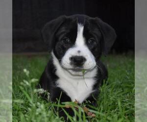 Labrador Retriever Dogs for adoption in Cumming, GA, USA