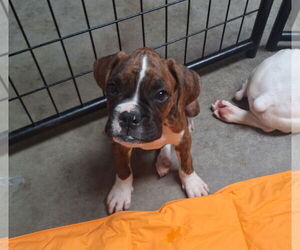 Boxer Dogs for adoption in Chico, CA, USA