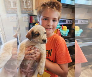 Mutt Dogs for adoption in New London, WI, USA