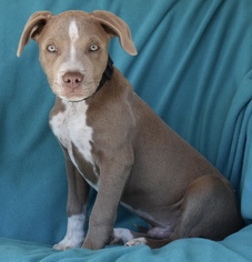 American Pit Bull Terrier Dogs for adoption in Palo Alto, CA, USA
