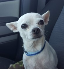 Chihuahua Dogs for adoption in Wheaton, IL, USA
