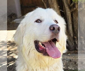 Great Pyrenees Dogs for adoption in Albuquerque, NM, USA