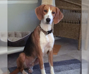 Medium Photo #1 Beagle-Unknown Mix Puppy For Sale in Garner, NC, USA