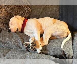American Pit Bull Terrier-Chinese Shar-Pei Mix Dogs for adoption in Brighton, CO, USA