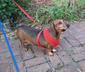 Dachshund Dogs for adoption in Wilmington, DE, USA