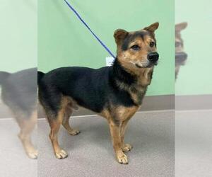 Shiba Inu Dogs for adoption in La Porte, IN, USA