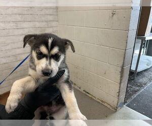 Siberian Husky-Unknown Mix Dogs for adoption in San Bernardino, CA, USA
