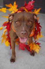 Staffordshire Bull Terrier Dogs for adoption in Los Banos, CA, USA