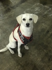 Mutt Dogs for adoption in Redding CA, CA, USA