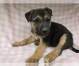 German Shepherd Dog-Unknown Mix Dogs for adoption in HESPERIA, CA, USA