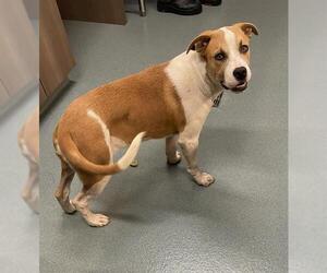American Pit Bull Terrier-Treeing Walker Coonhound Mix Dogs for adoption in Baytown, TX, USA