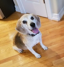 Medium Photo #1 Beagle Puppy For Sale in Virginia Beach, VA, USA
