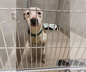 American Pit Bull Terrier Dogs for adoption in Virginia Beach, VA, USA