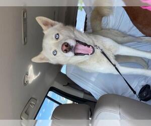 Siberian Husky Dogs for adoption in Oak Bluffs, MA, USA