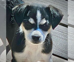Rat Terrier Dogs for adoption in Atlanta, GA, USA