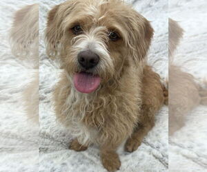 Norfolk Terrier-Poodle (Miniature) Mix Dogs for adoption in Newport Beach, CA, USA