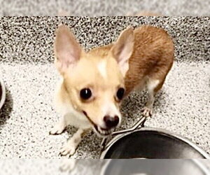 Chihuahua-Unknown Mix Dogs for adoption in Houston, TX, USA