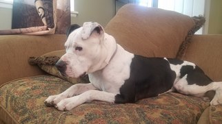 Small American Pit Bull Terrier-Pointer Mix
