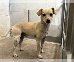 Chihuahua Dogs for adoption in San Bernardino, CA, USA