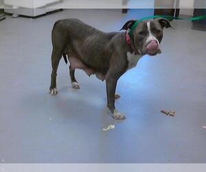 American Pit Bull Terrier Dogs for adoption in Fayetteville, NC, USA