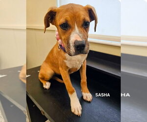 Boxer Dogs for adoption in Dumont, NJ, USA