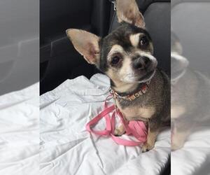 Chihuahua Dogs for adoption in Gloversville, NY, USA