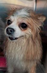 Pomeranian Dogs for adoption in Mission, KS, USA