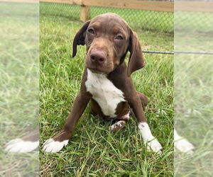 Pointer-Unknown Mix Dogs for adoption in Tarrytown, GA, USA