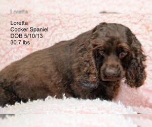 Cocker Spaniel Dogs for adoption in Bon Carbo, CO, USA