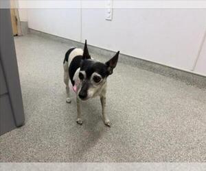 Rat Terrier Dogs for adoption in Fort Collins, CO, USA