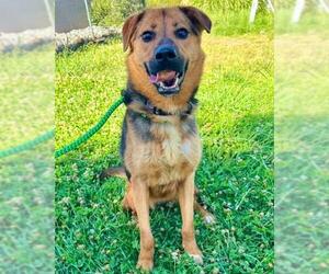 Medium Photo #1 German Shepherd Dog Puppy For Sale in Sacramento, CA, USA