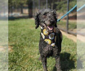 Poodle (Standard) Dogs for adoption in Placerville, CA, USA