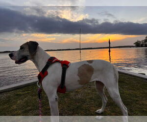 Great Dane Dogs for adoption in Bullard, TX, USA