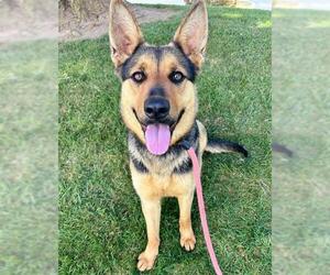 German Shepherd Dog-Unknown Mix Dogs for adoption in Sacramento, CA, USA