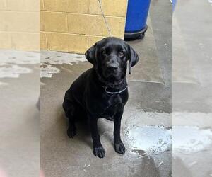 Labrador Retriever Dogs for adoption in Stockton, CA, USA