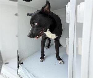 Staffordshire Bull Terrier Dogs for adoption in Houston, TX, USA