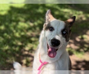 Border Collie-Huskies Mix Dogs for adoption in Tulsa, OK, USA