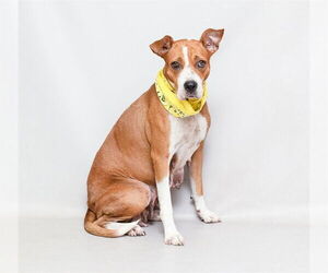 Mutt Dogs for adoption in Sanford, FL, USA