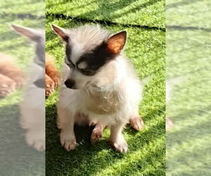 Chihuahua-Unknown Mix Dogs for adoption in Spring, TX, USA