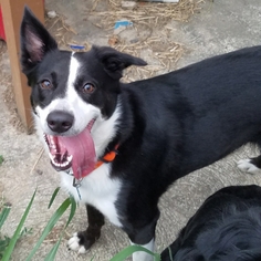 Border Collie Dogs for adoption in House Springs, MO, USA