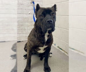 Mutt Dogs for adoption in San Bernardino, CA, USA