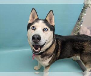Siberian Husky Dogs for adoption in Fort Collins, CO, USA