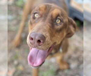 Weimaraner Dogs for adoption in Sarasota, FL, USA