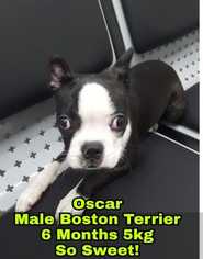 Small Boston Terrier
