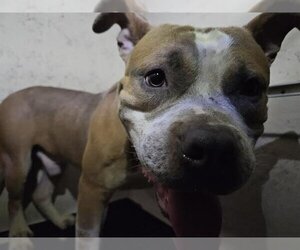 American Staffordshire Terrier-Unknown Mix Dogs for adoption in San Antonio, TX, USA