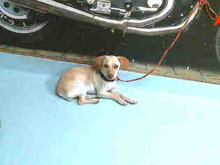 Medium Photo #1 Beagle-Chihuahua Mix Puppy For Sale in Pasadena, TX, USA